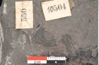 Foto (Detailansicht) von Dictyophyllum obtusilobum Sch. (NHMW-GEO-2024-0188-10504)